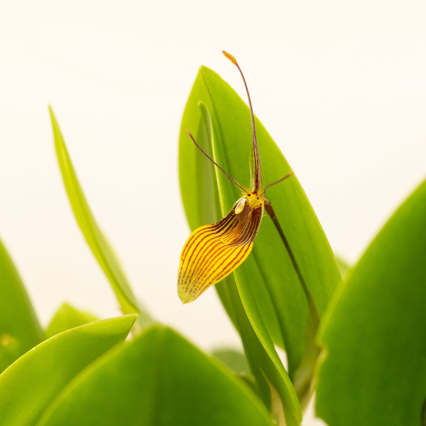 Restrepia Brachypus - miniature to small orchid