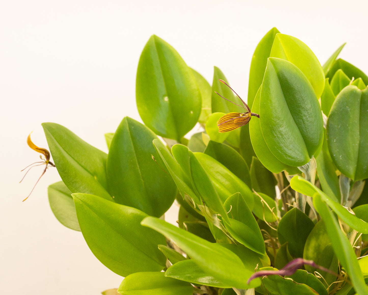 Restrepia Brachypus - miniature to small orchid